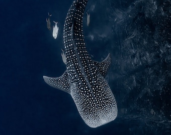 Whale Shark Photo Print