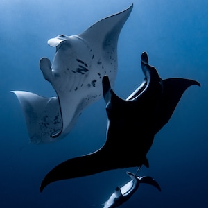 Manta Rays Photo Print