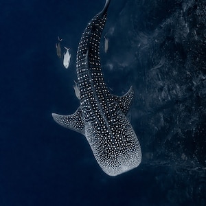 Whale Shark Photo Print