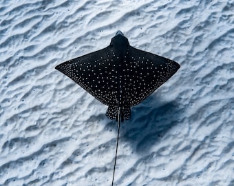 Stampa fotografica di Eagle Ray