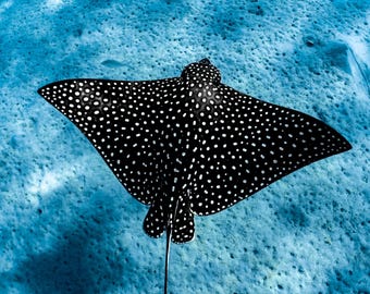 Stampa fotografica di Eagle Ray