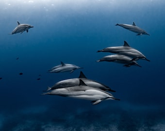 Dolphin Photo Print