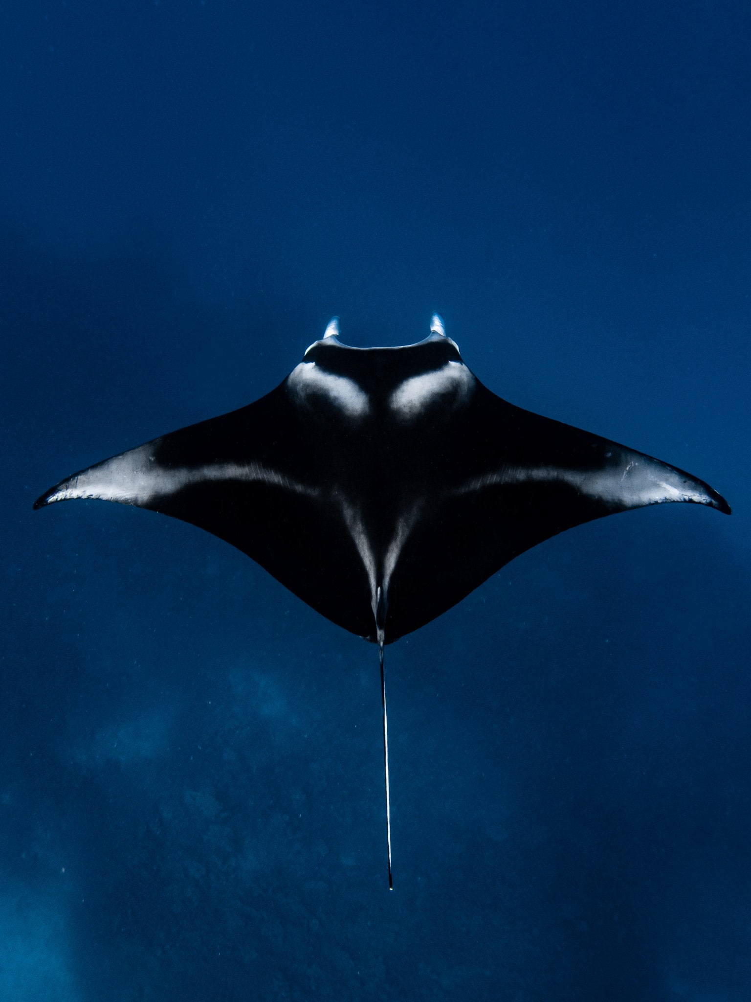 【JOLYN】 MANTA RAY(PRINTS)(2505) /追跡付 Manta Ray Photo Print - Etsy