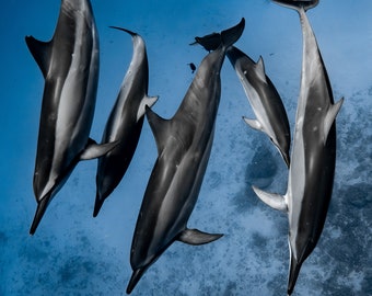 May include: A group of five black and white dolphins swimming in a blue ocean. The dolphins are swimming in a vertical formation, with their heads pointing towards the surface of the water.