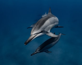 May include: Two grey dolphins swimming in a deep blue ocean. The dolphins are swimming in a close formation, with the larger dolphin in the foreground and the smaller dolphin in the background.