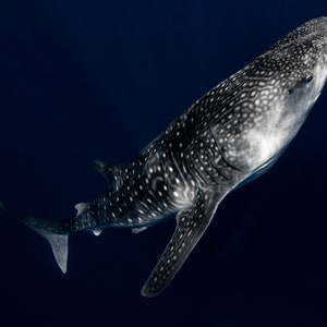 Whale Shark Photo Print