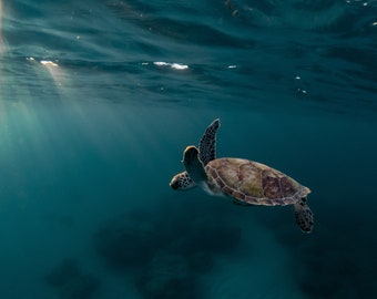 Sea Turtle Sunrise Photo Print