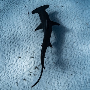 Hammerhead Shark Photo Print