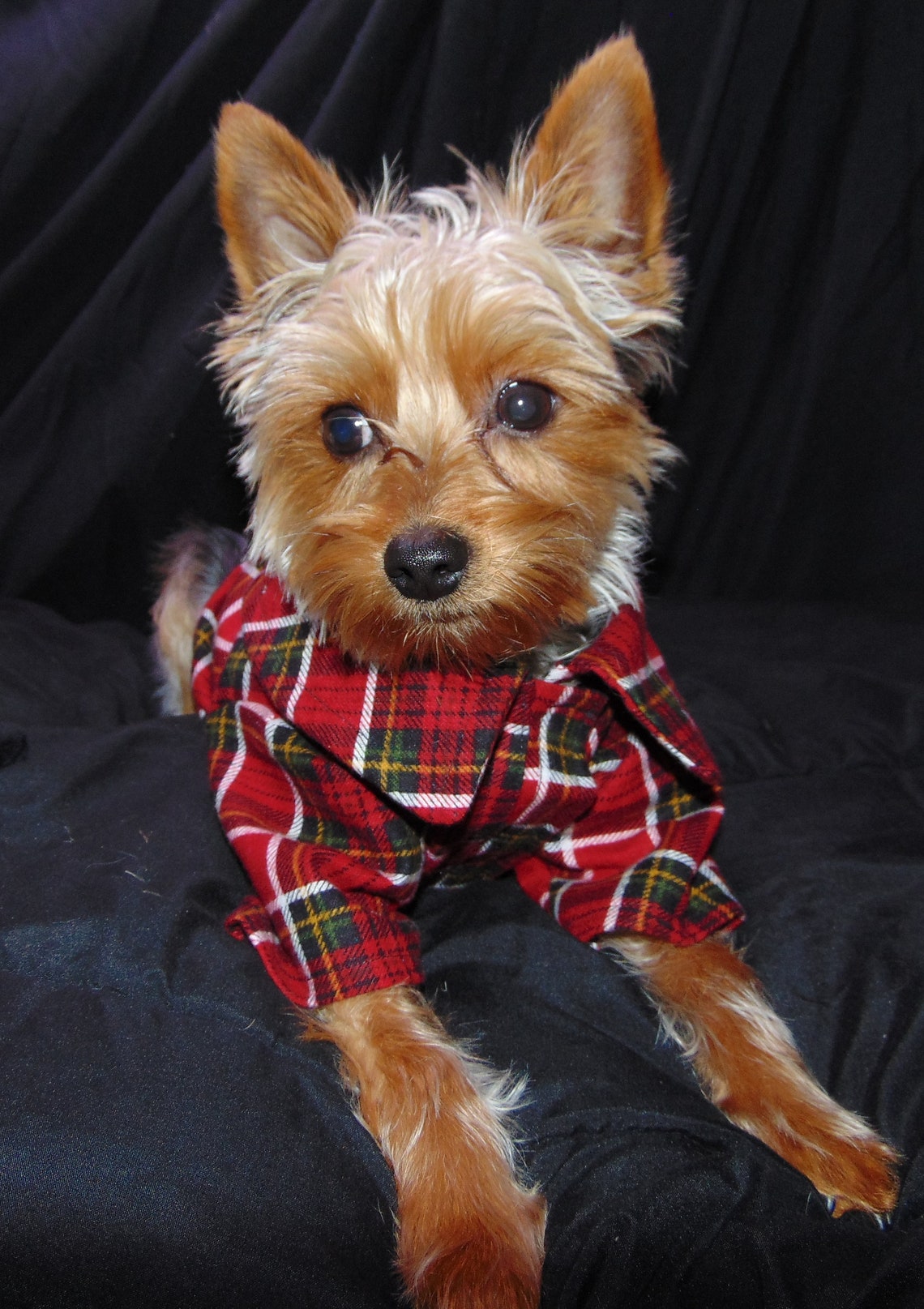 Personalized Home made flannel pet shirt Flannel Dog Shirt Etsy