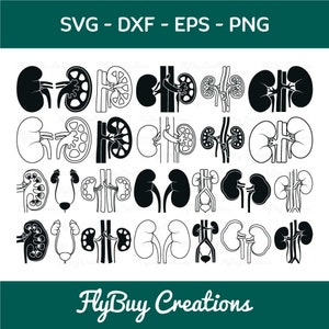 Human Kidney SVG-Urinary Bladder Silhouette Cut File Bundle