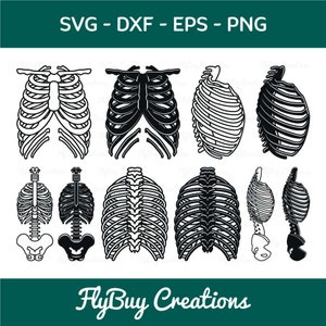 Skelett Rippenkäfig SVG Bundle, Rippen SVG, Brustkorb geschnitten, menschliche Knochen geschnitten Datei, Skelett Knochen, Knochen, Eps, Dxf, Png, Schnittdatei,