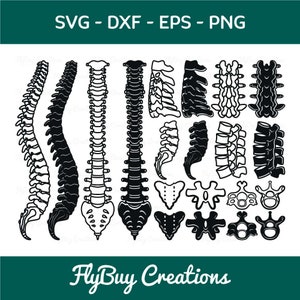 Human Anatomy Spine SVG Bundle, Human Spinal Cord Svg