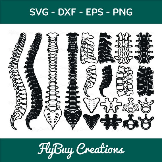 Human Anatomy Spine SVG Bundle, Human Spinal Cord Svg - Etsy