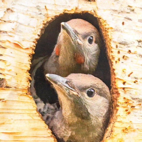 Flicker Fledglings - Blank folded note card - Northern Flicker