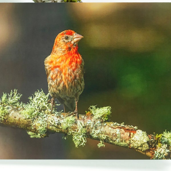 Red-letter day - Blank folded note card - House Finch