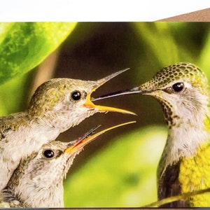 Nourish - Blank folded note card - Anna&#39;s Hummingbird - Hummingbird Series Greeting Card