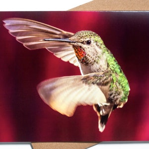 Greetings - Blank folded note card - Anna&#39;s Hummingbird - Hummingbird Series Greeting Card