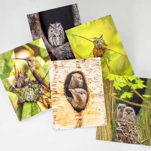 May include: A collection of five square greeting cards featuring detailed photographs of birds in their natural habitats. The images showcase a variety of birds, including owls, hummingbirds, and birds nesting in trees and hollows. The cards have a white background.
