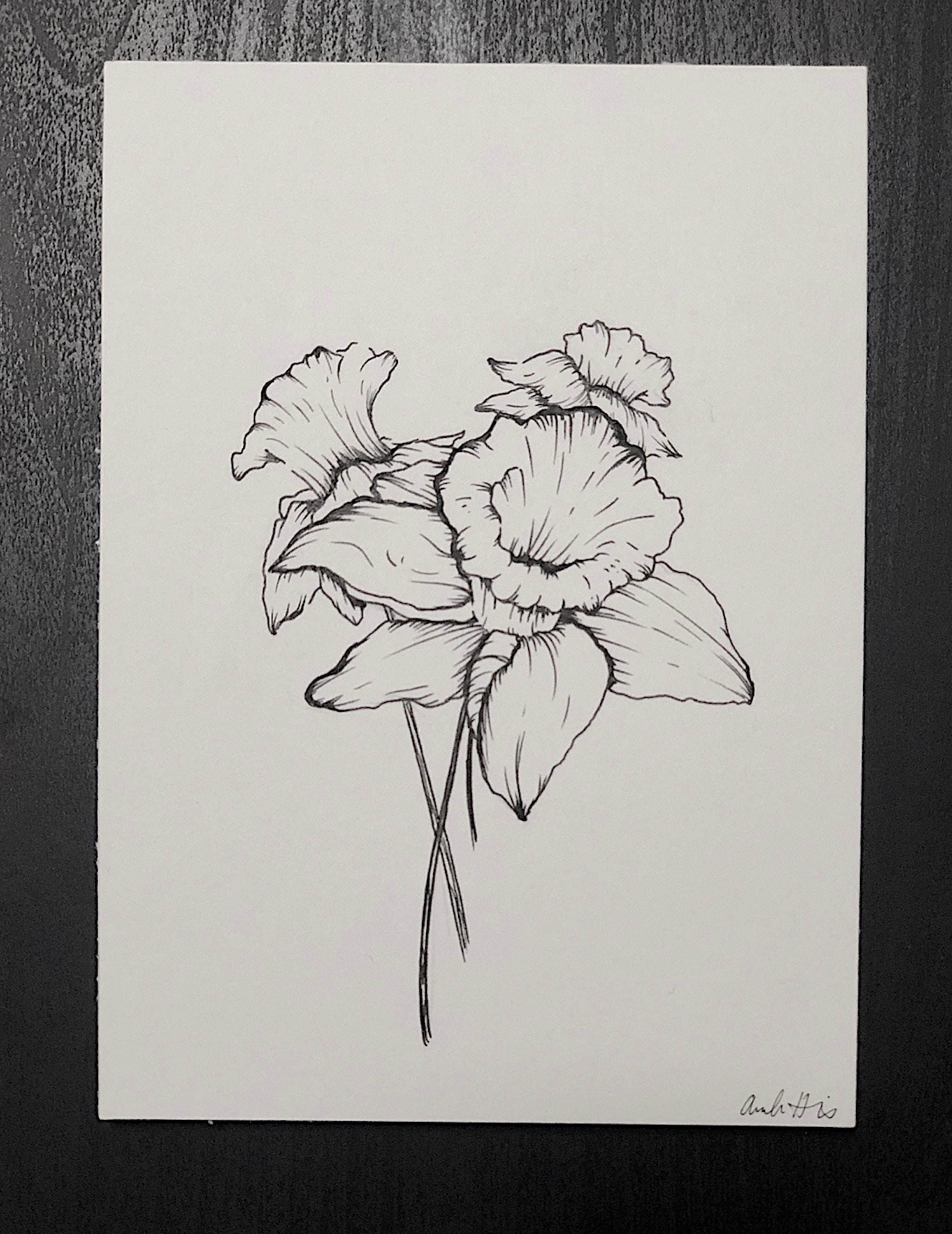 Original 5x7 Ink Drawing Daffodil Flowers Etsy