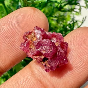 Puede incluir: Una gema de rubí en bruto sin cortar, de un tono rojo intenso. La piedra en bruto tiene una estructura cristalina y una superficie ligeramente irregular. El rubí se sostiene entre dos dedos, con follaje verde en el fondo.