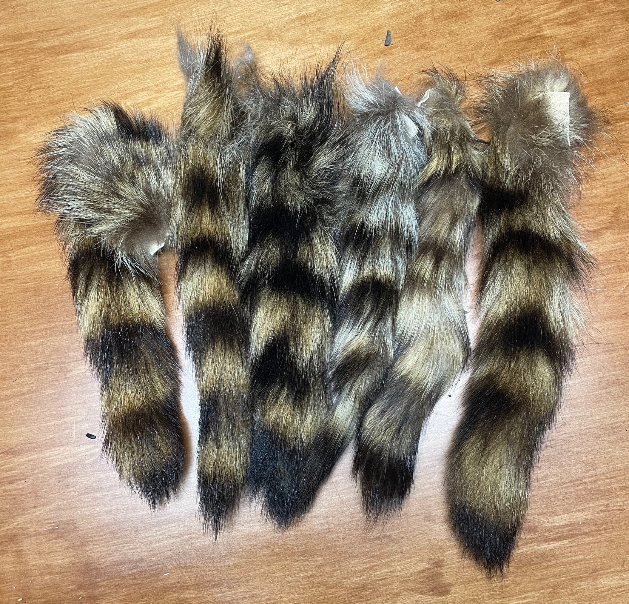 Real Raccoon fur tail tanned 8-12 inches average. North American