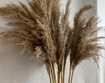 Erba di pampa | Fiore secco | Fronde di Pampas floristica naturale per matrimoni, fidanzamenti, JGA - progetti fai da te - regali per gli ospiti