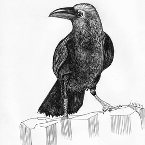 Raven Animal Bird Print (8 x 8 inch)