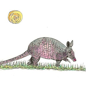 Armadillo Animal Art Print, pen and pencil crayon, 5x7or 8x10 inch