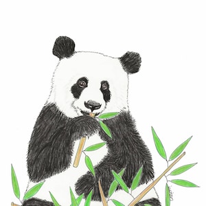 Happy Panda bear with Bamboo animal art print 5x7 or 8x10 inch