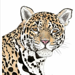 Jaguar Animal Art Print, black pen and pencil crayons, 5x7 or 8x10 inch