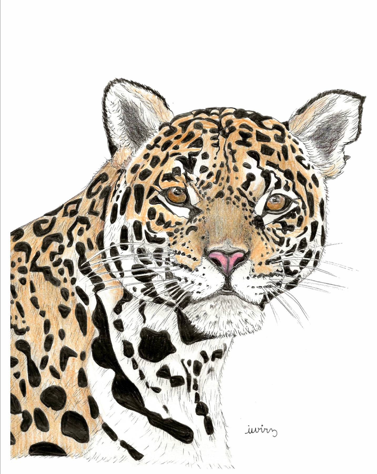 Jaguar Animal Art Print crayons noirs et crayons 5x7 ou 8x10 Etsy France