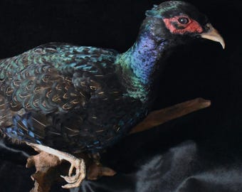 Melanistic Pheasant Perched Mount | Gorgeous Rare Melanistic Pheasant Perched on Drift Wood