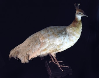Peach Spalding Peahen Taxidermy | Real Rare Large Peafowl Mounted on Ornate Wooden Display | Gorgeous Ginger and White Coloration
