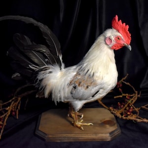 White & Black Rooster | Gorgeous Real Poultry on Wooden Plaque | Farmhouse Décor