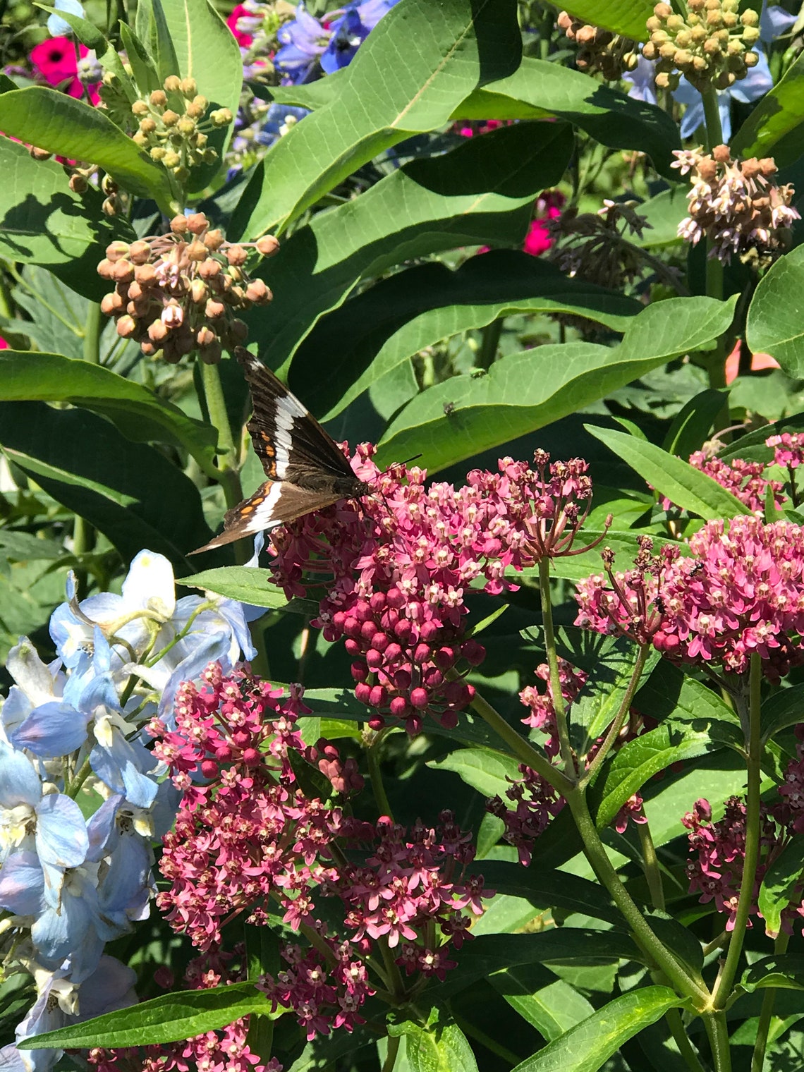 Swamp Milkweed Seeds Etsy