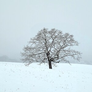 Snowy Majestic Oak - Virginia Photography - Snowy - Winter - Wall Art