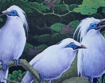 ジャラク・バリの鳥の絵画 - オリジナルアクリルアート - ホーム