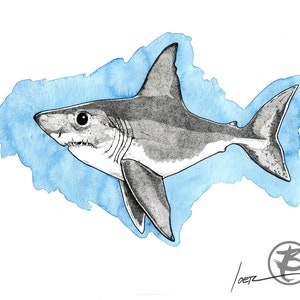 Shark Sketch