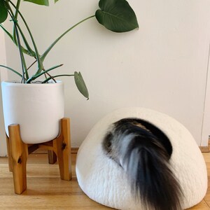 Love this photo of grown-up Jimmy going inside the cave.  All you can see is a big bushy tail coming out of the hole.