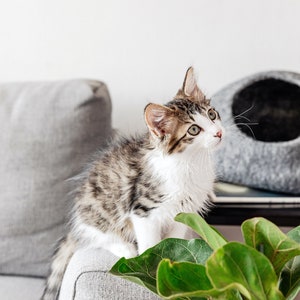 Jimmy in the foreground looking just too adorable for words!  Medium charcoal cave in the background.  The cave in this photo is sitting on top of a side table.  You don't have to just put them on the floor.
