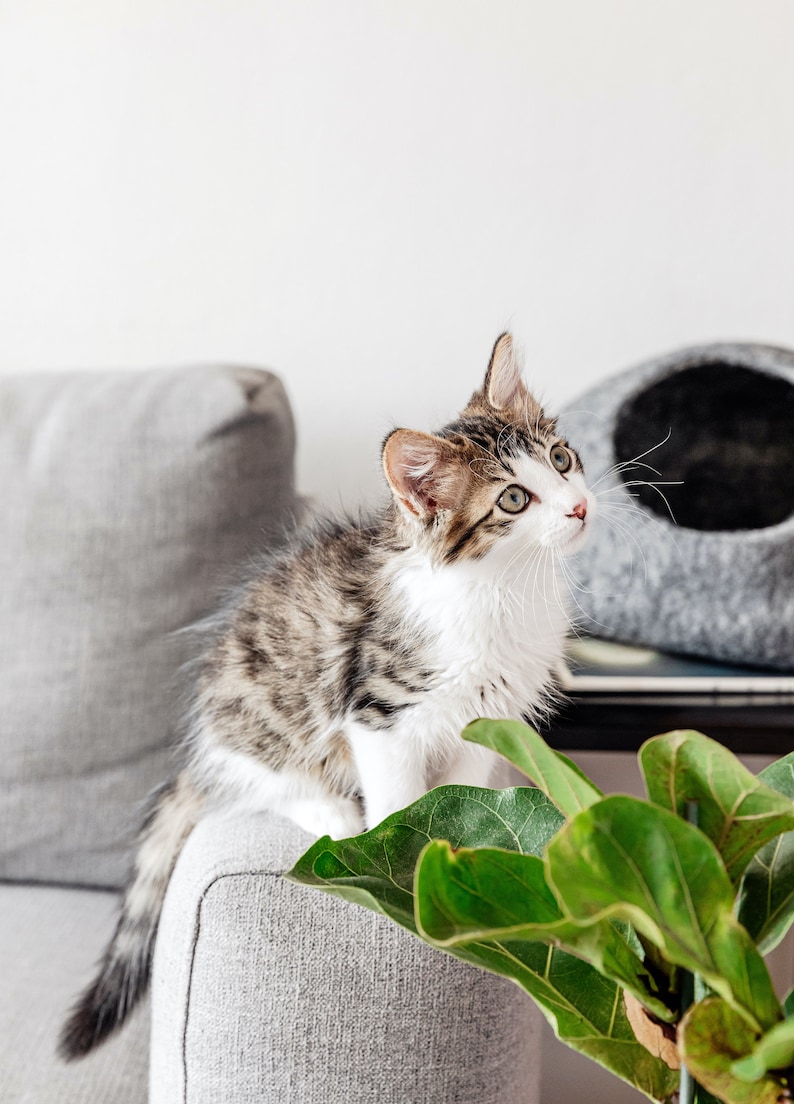 Jimmy in the foreground looking just too adorable for words!  Medium charcoal cave in the background.  The cave in this photo is sitting on top of a side table.  You don't have to just put them on the floor.
