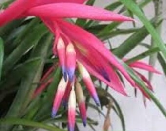 Queens Tears/ Bilbergia Bromeliads (2) Plants Offer