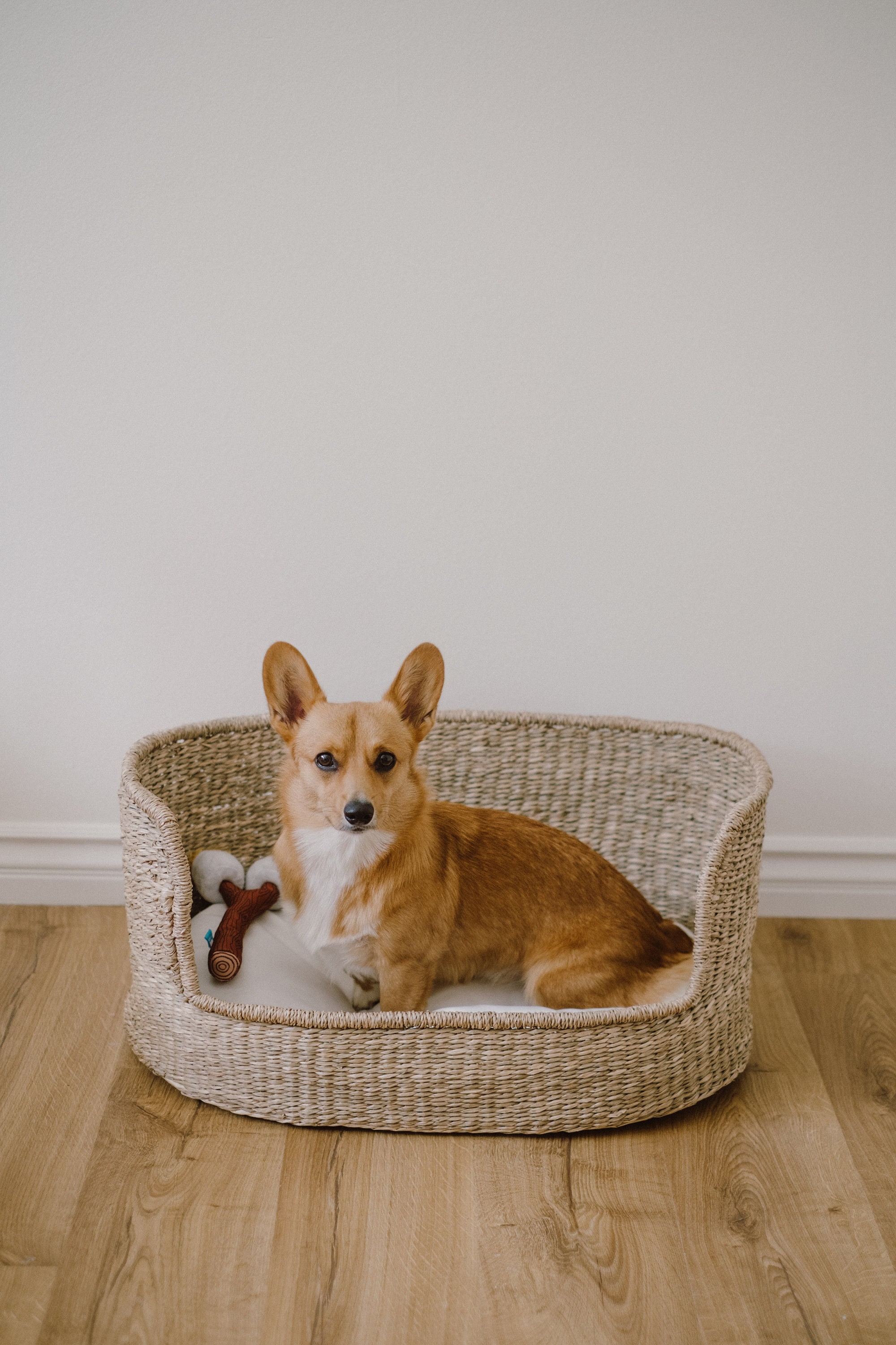 Woven Pet Bed with Cushion - Seagrass Wicker Pet Bed, Organic Cotten …