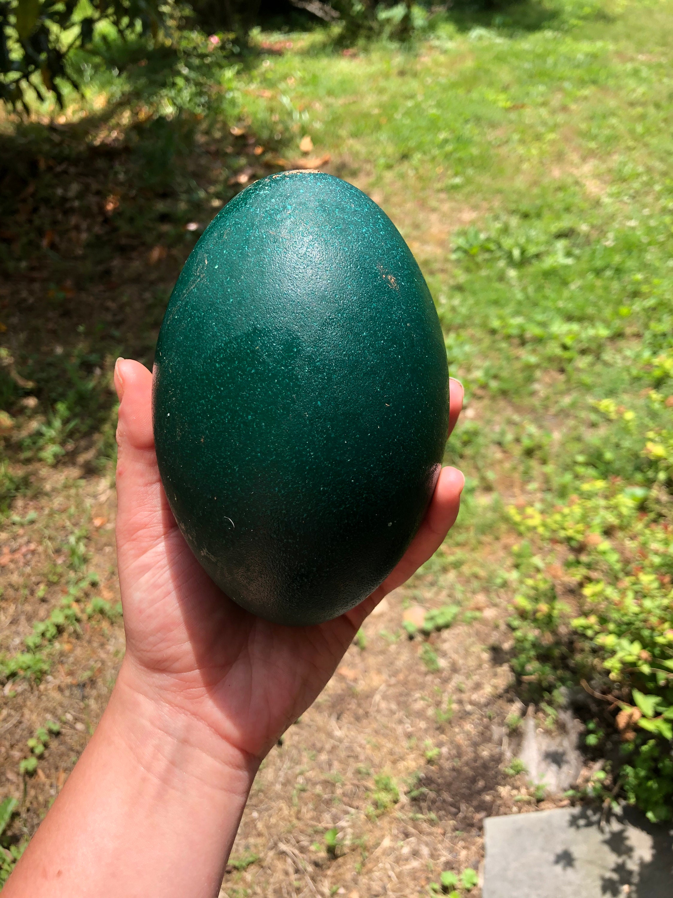 Fertile Emu Eggs For Sale Nz informacionpublica.svet.gob.gt