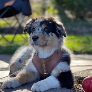 Neoprene No Pull Dog Harness | Adjustable Padded Vest with Dual Leash Clips | Soft Mesh Breathable Everyday Walking Gear Neutral Colors image 9
