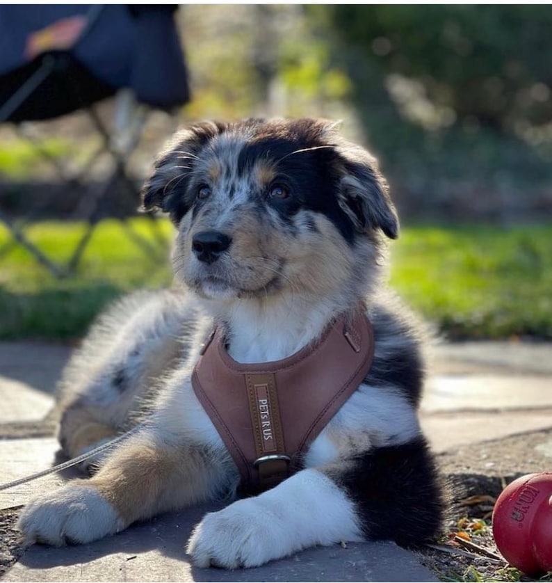 Neoprene No Pull Dog Harness | Adjustable Padded Vest with Dual Leash Clips | Soft Mesh Breathable Everyday Walking Gear Neutral Colors image 9