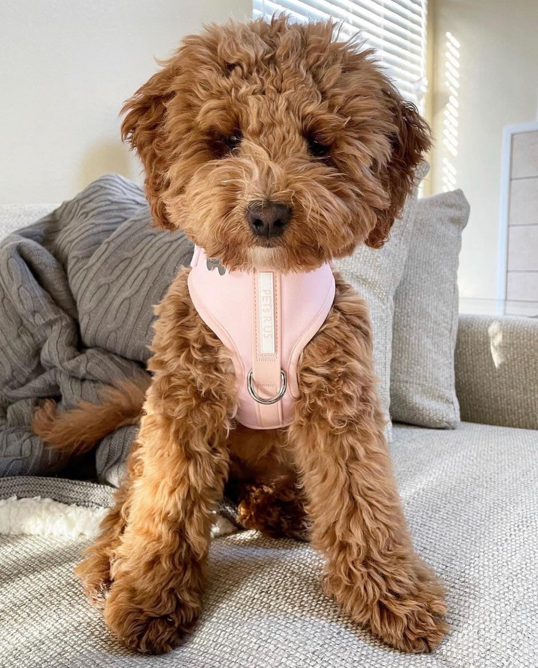 Petsrus Baby Pink Adjustable Dog Harness No Pull Light Neoprene Leather