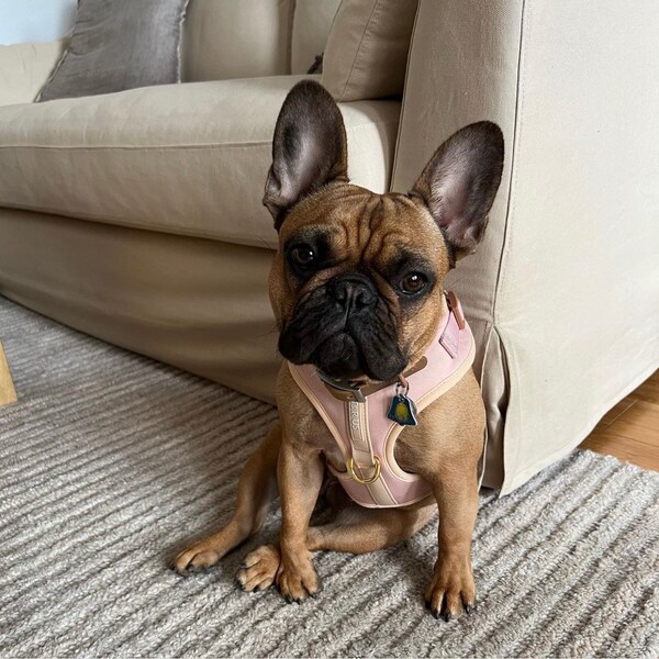 Leather Dog Harness French Bulldog Etsy
