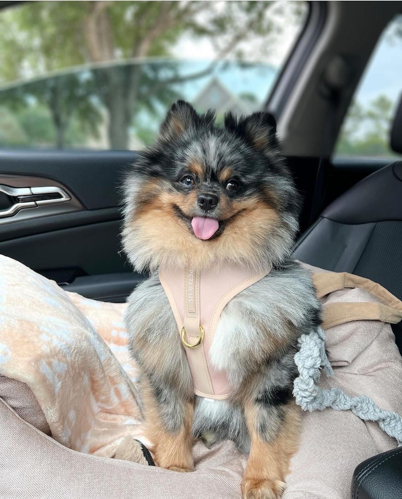 Neoprene No Pull Dog Harness | Adjustable Padded Vest with Dual Leash Clips | Soft Mesh Breathable Everyday Walking Gear Neutral Colors image 11