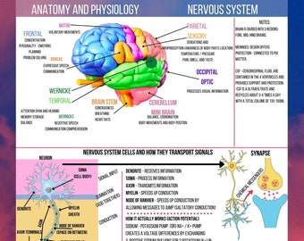 Nursing A&P notes, anatomy and physiology for nursing students, Anatomy made extremely easy. Get these nursing school notes